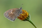 Coenonympha pamphilus