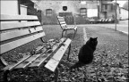 il gatto vasellina ;) il gatto vasellina ;)