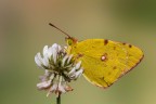 Colias Colias