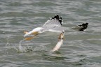 Gabbiano reale a pesca Gabbiano reale a pesca
