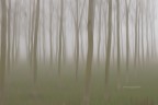 Regno delle tenebre padane (cit) Regno delle tenebre padane (cit)