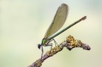 Calopteryx splendens per un Buon Natale Calopteryx splendens per un Buon Natale