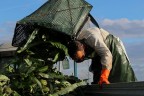 La raccolta dei carciofi - Lo "sversamento&quot
