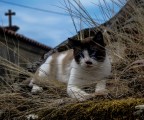 Gatto Street Gatto Street