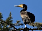 Cormorano Cormorano