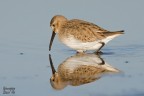 Calidris ferruginea