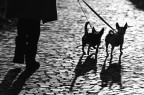 l'ombra dei toporagni... l'ombra dei toporagni...