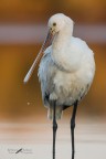 Spatola_ Platalea leucorodia