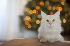 Auguri! Auguri!