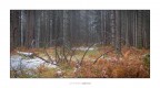 Foresta mortale Foresta mortale