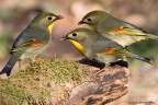 Trio Trio