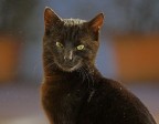 un ospite alla finestra un ospite alla finestra