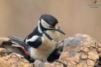 Woodpecker....