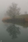 ..riflessi nella nebbia..