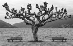 Solitario Solitario