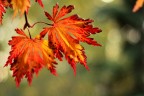 autunno autunno