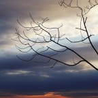 Rami d'inverno e cielo mattutino