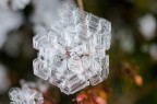 Ice flower Ice flower