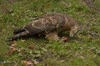 Poiana ( Buteo buteo )