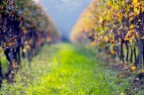 Autunno destrutturato