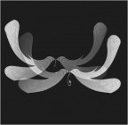 il volo della speranza.......