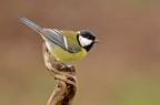 Cinciallegra Cinciallegra