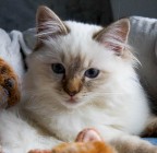 pUzzLecAt pUzzLecAt