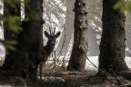Il capriolo Il capriolo