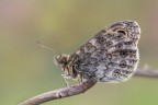 Ocellosa Ocellosa