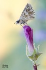 Sulla cresta del fiore Sulla cresta del fiore