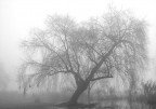 Tree in the fog