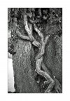 arrampicatori vegetali ;/) arrampicatori vegetali ;/)