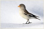 Passo marziale ... Fringuello alpino Passo marziale ... Fringuello alpino