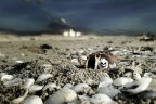 Horror beach Horror beach