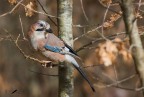 Ghiandaia_ Garrulus glandarius Ghiandaia_ Garrulus glandarius