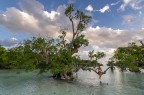 Mangrove Bay Mangrove Bay