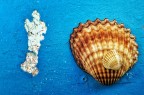Shells Shells