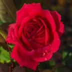 Una rosa per te....