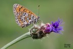 Melitaea Trivia Melitaea Trivia