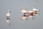 Fenicotteri nel Delta del Po Fenicotteri nel Delta del Po