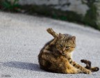 Gatto Gatto
