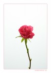 Rosa Rosa