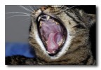 Troppo stanco.... Troppo stanco....