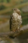 astore (Accipiter gentilis)