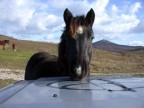 Cavallo simpatico Cavallo simpatico