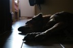 Vita Da Cani Vita Da Cani