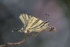 Macro Macro