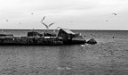Gabbiani in volo Gabbiani in volo