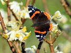 Vanessa Atalanta Vanessa Atalanta