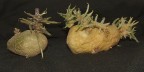 Pomme de terre. Pomme de terre.